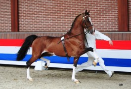 Renvyle The Real Deal (2008 van Lamberhurst Artillery)